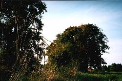 ufahrt-II-10a.jpg - 